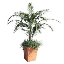 Kentia palm